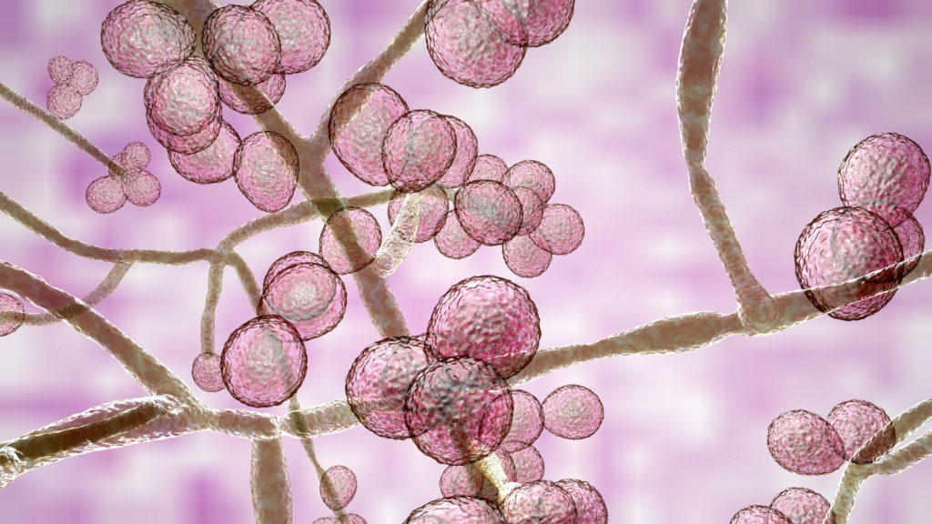 Yeast is a Beast - The MTHFR and Candida Connection