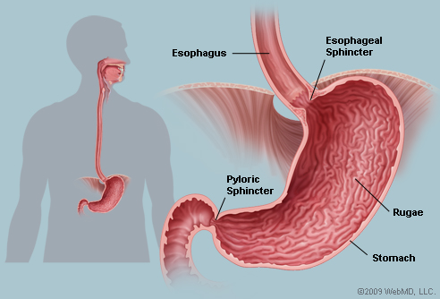 http://img.webmd.com/dtmcms/live/webmd/consumer_assets/site_images/articles/image_article_collections/anatomy_pages/stomach_72.jpg