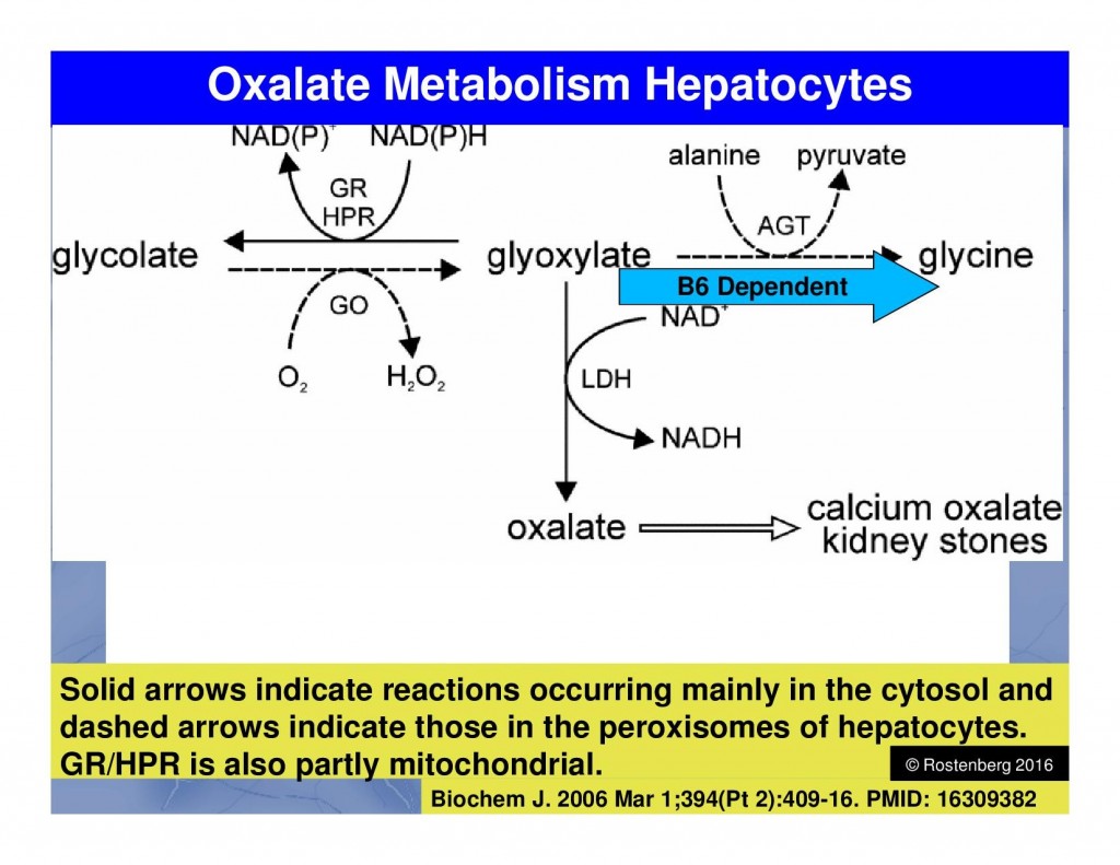 Oxalate Metabolism Hepatocytes101