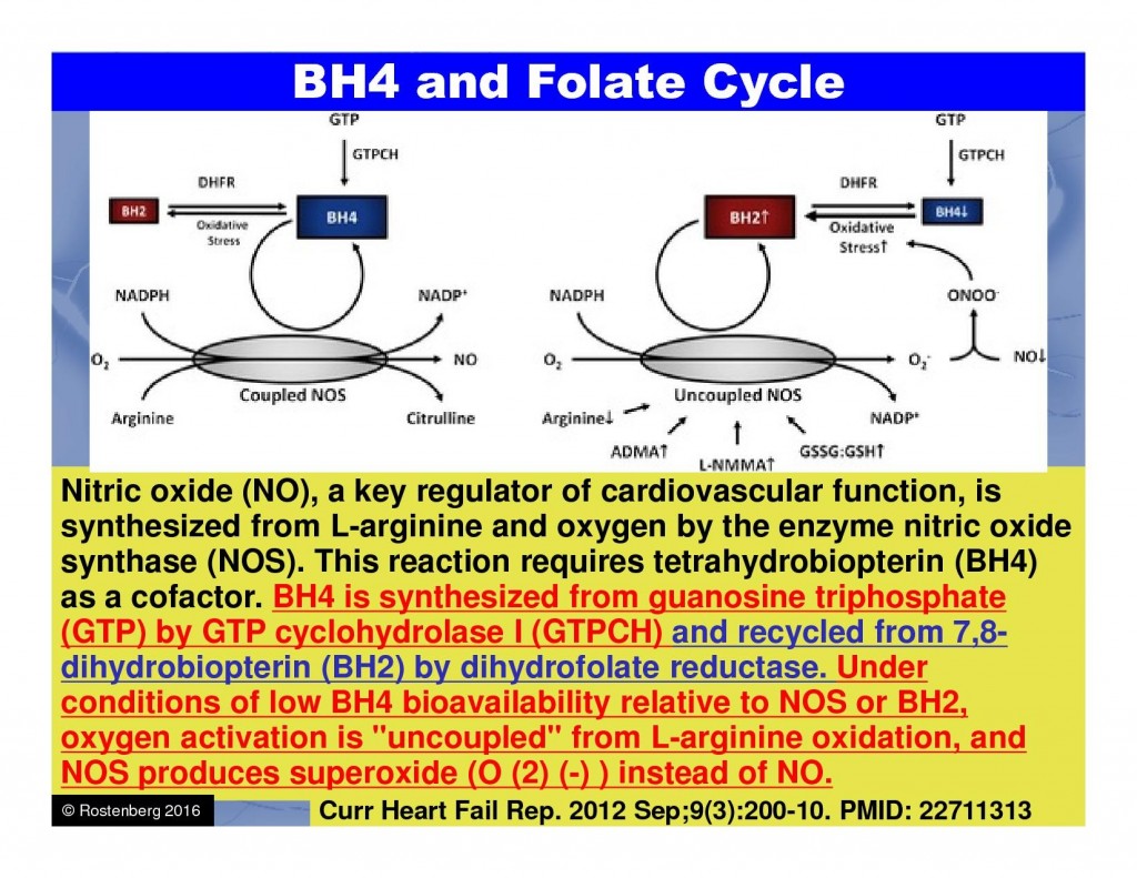 BH4 and Folate Cycle1