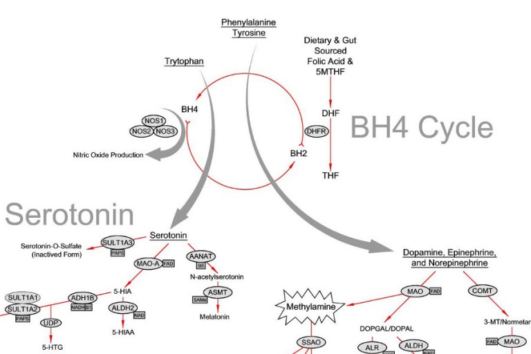 MTHFR and Depression The Folate and BH4 Connection Beyond MTHFR