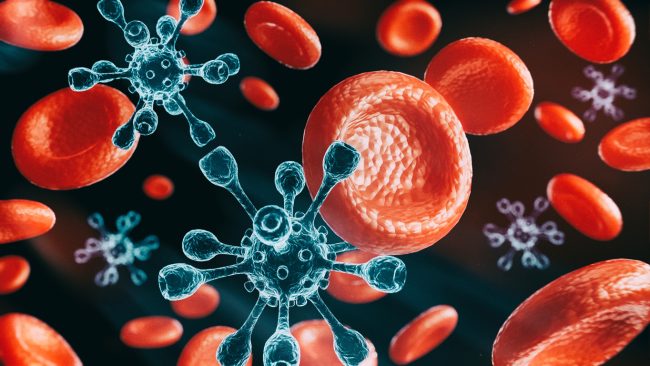 Red blood cells and viruses